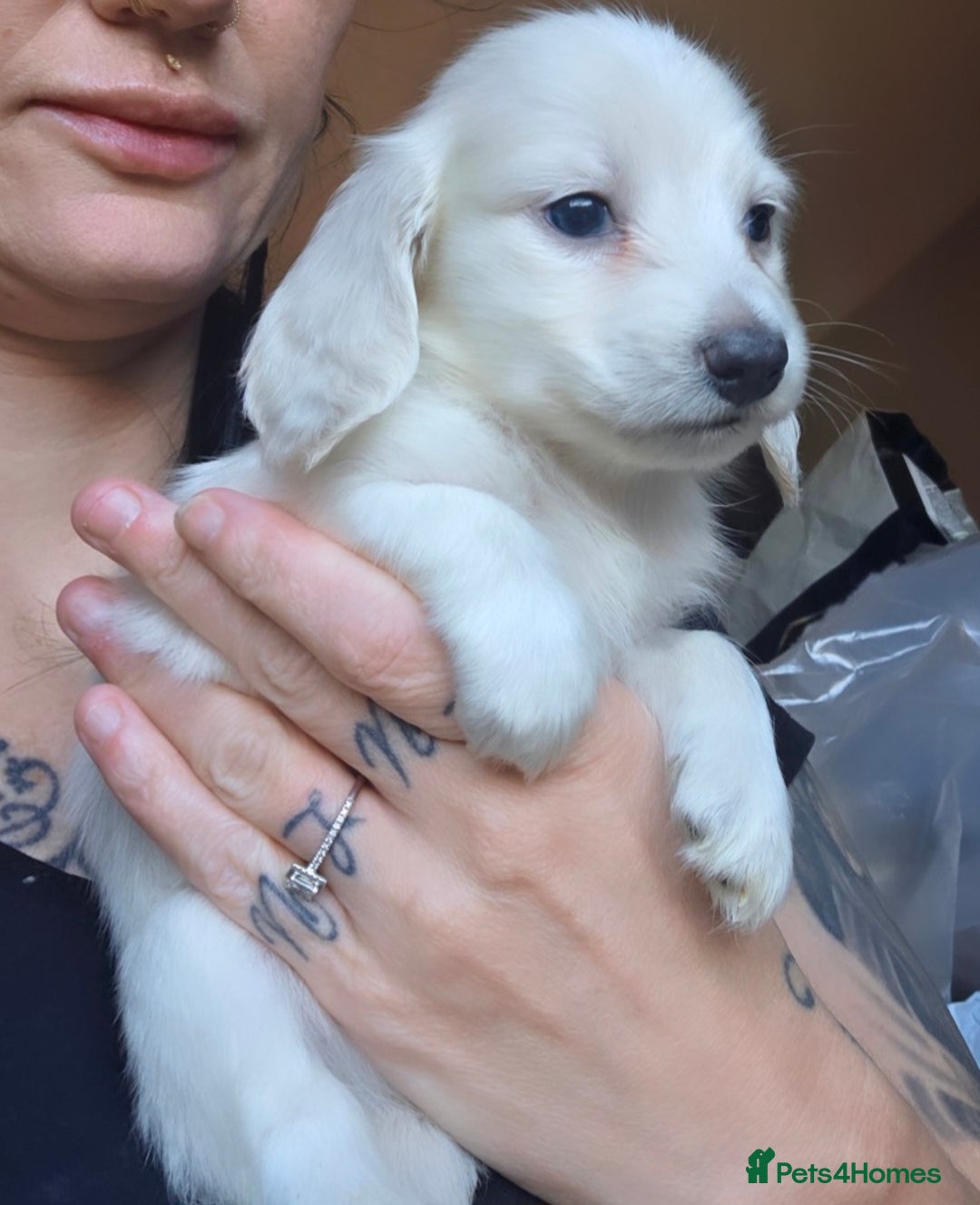 Miniature Dachshund dogs for stud: KC REG ONE OF A KIND ee/ii CREAM MINI DACHSHUND in Hinckley - Image 30