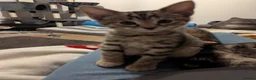 Bengal cats for sale: 😻😻 Beautiful Bengal Cross Kittens For Sale 😻😻 - Advert 22