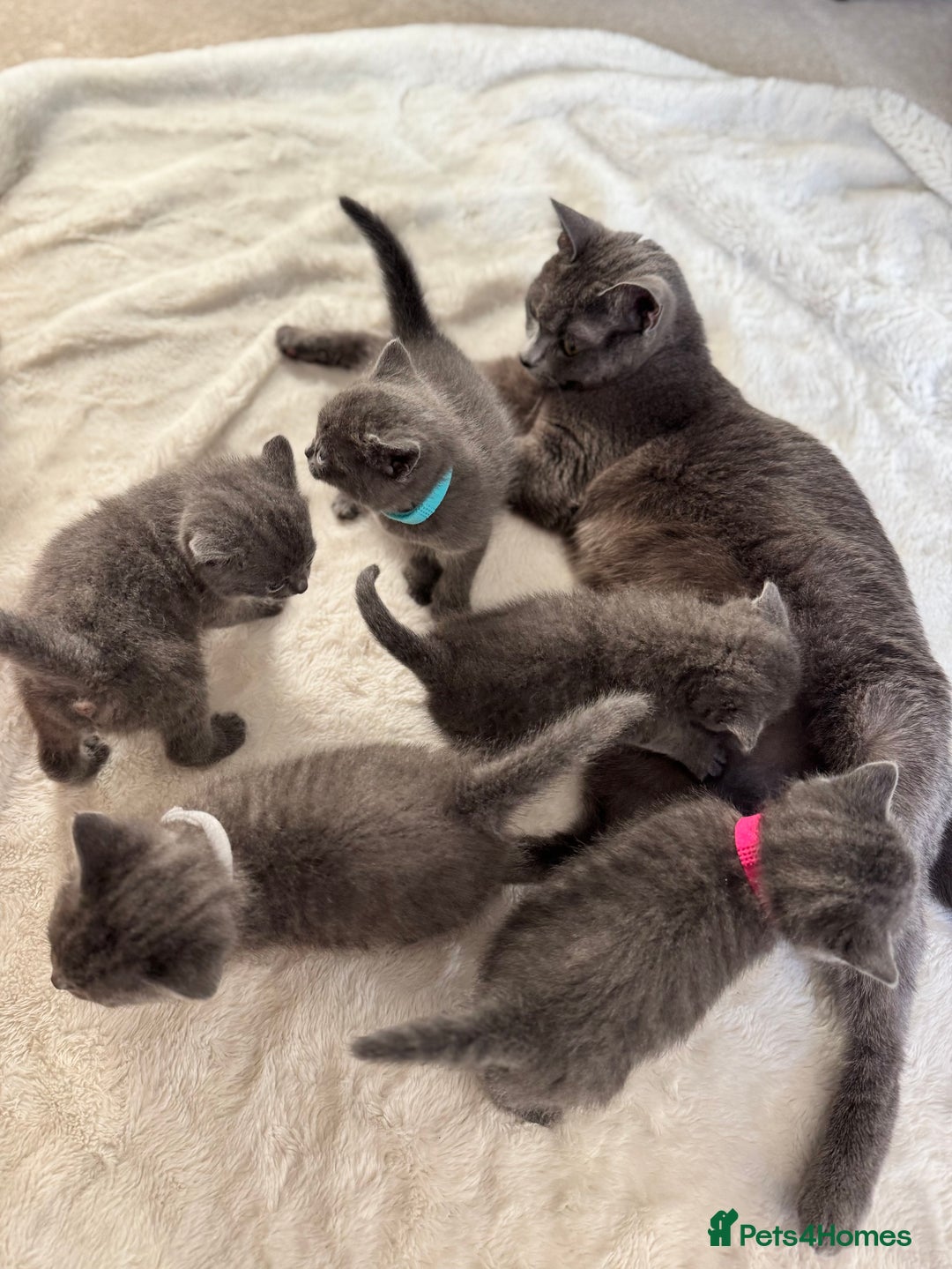 Russian Blue cats for sale: ✨ Russian Blue x British Shorthair Kittens ✨ - Advert 10