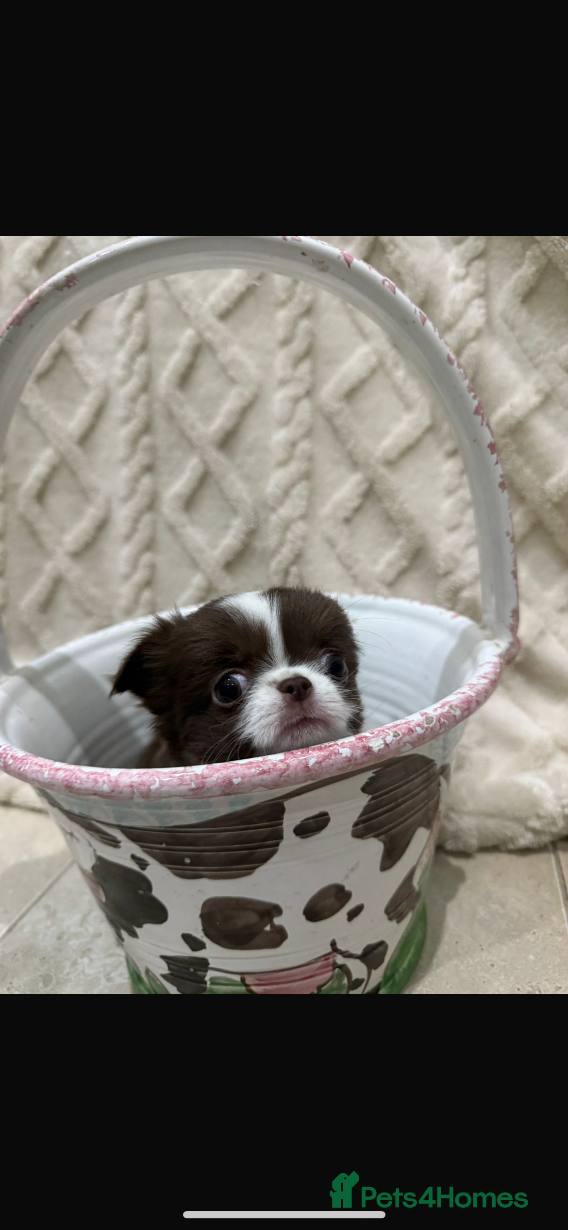 Chihuahua dogs Russian/Thai Chihuahua  - Advert 4