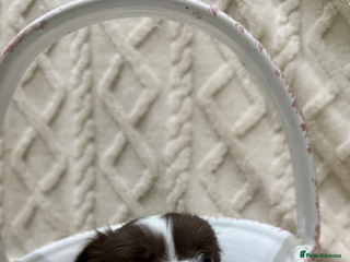 Chihuahua dogs Russian/Thai Chihuahua - Advert 3