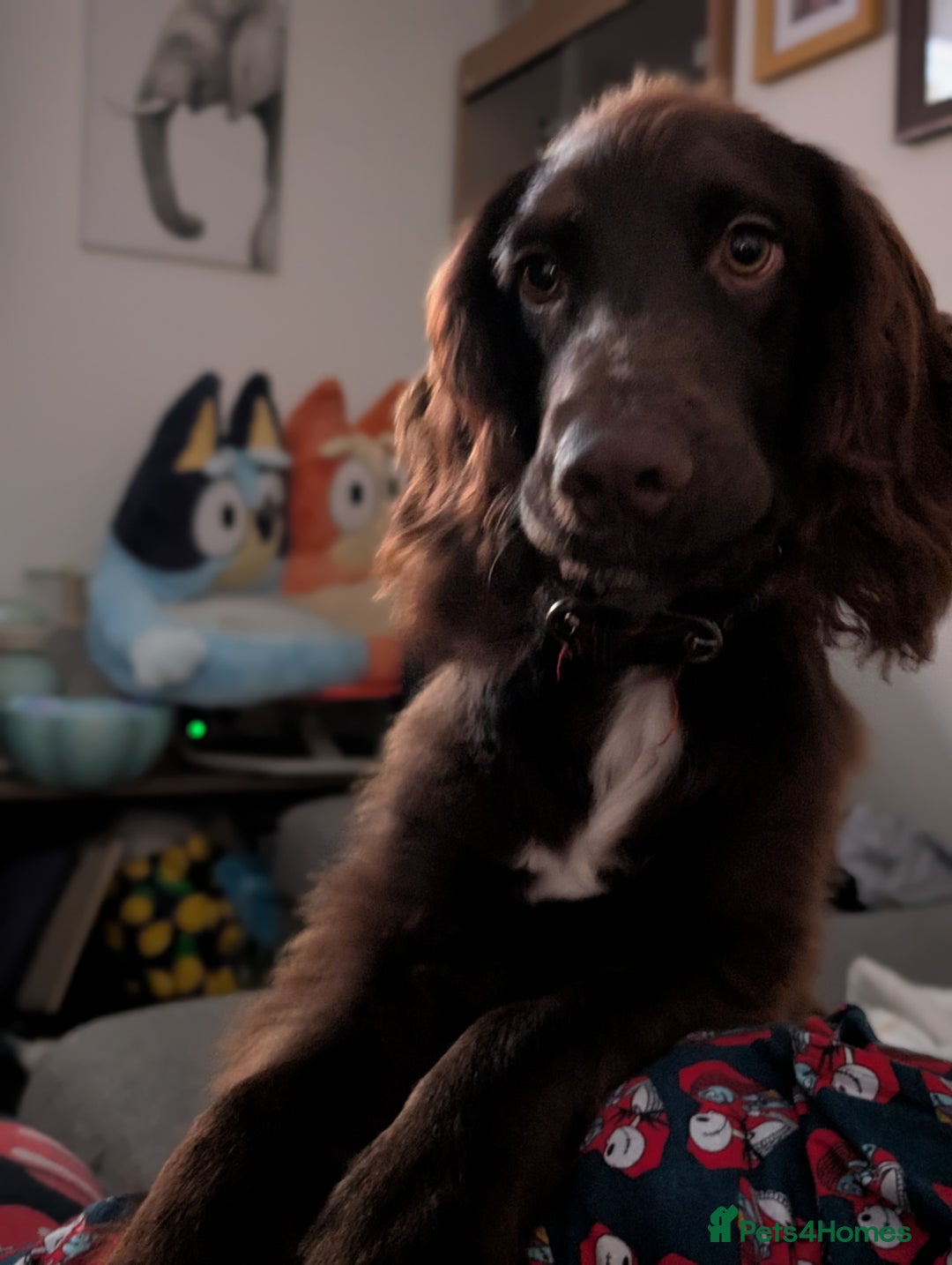 Sprocker dogs for sale: Male sprocker for sale £400 - Advert 4