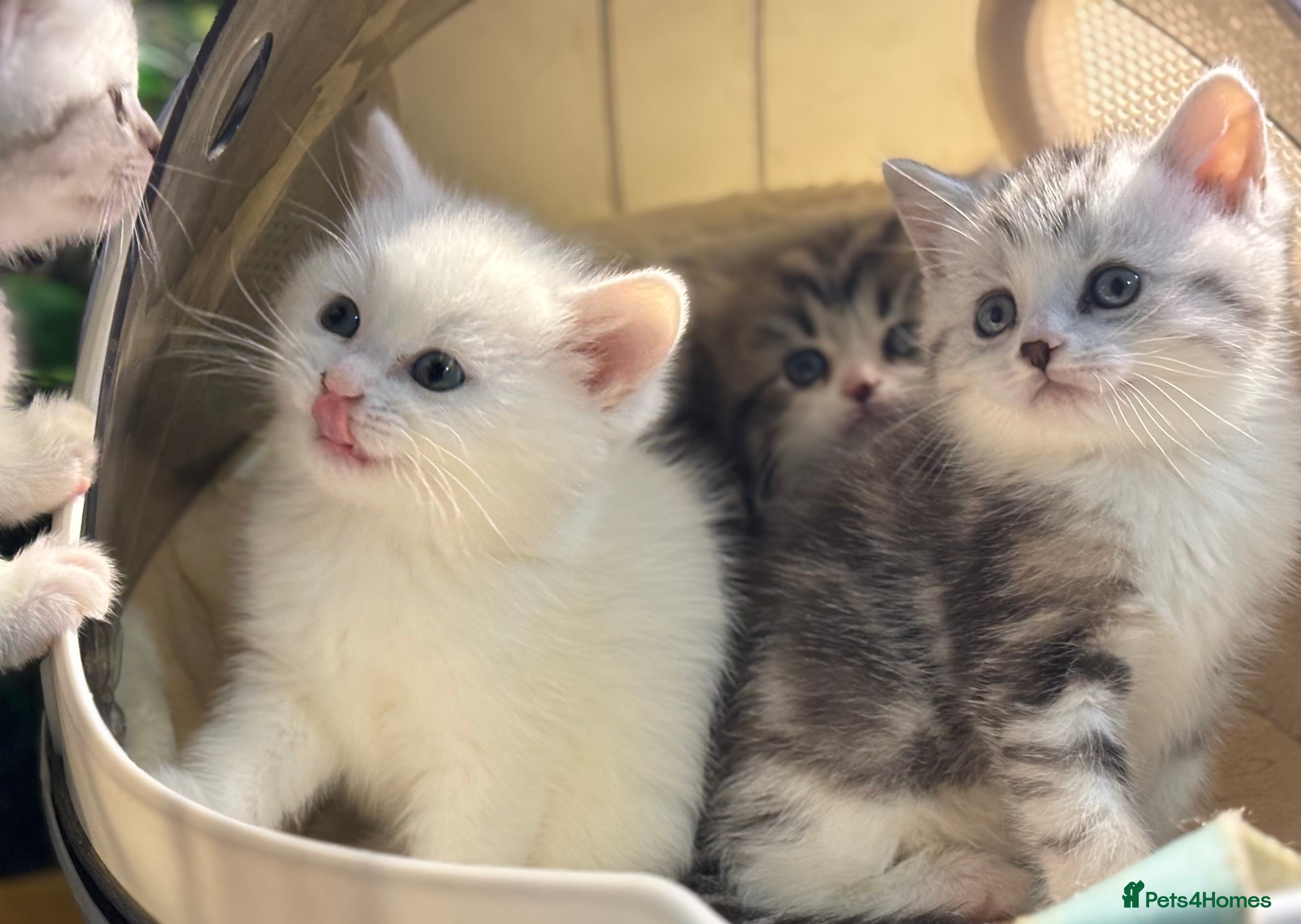 Munchkin cats Full Pedigree Munchkin Kittens  - Advert 1