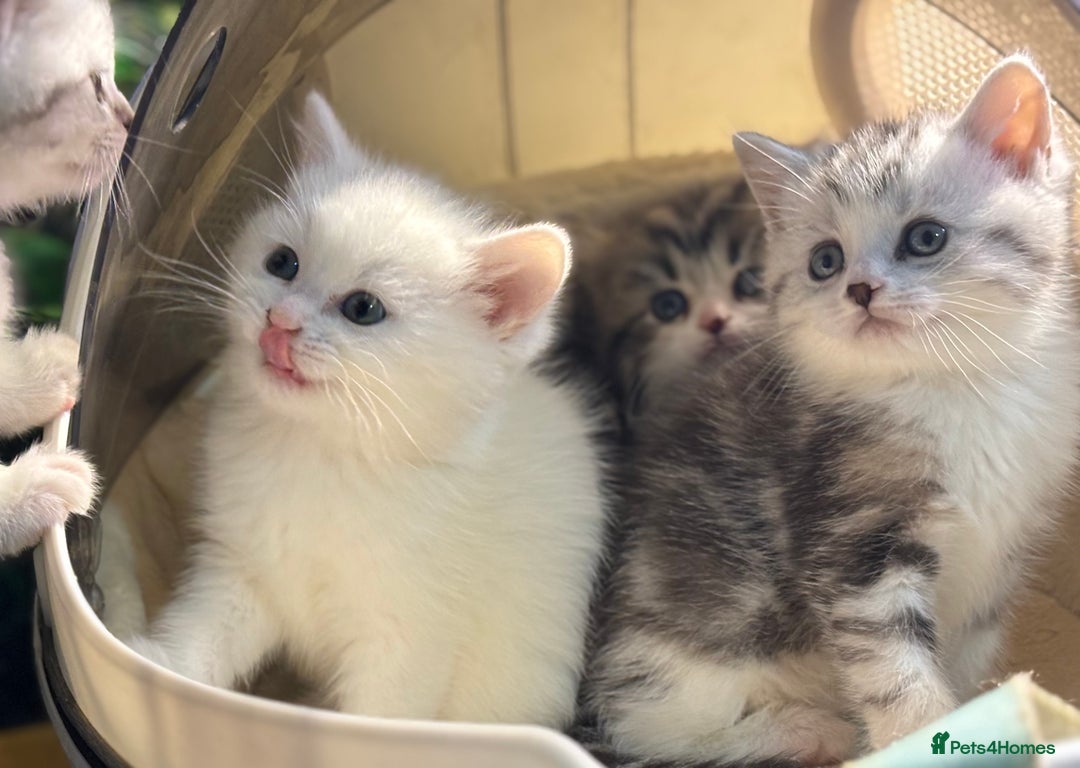 Munchkin cats for sale: Full Pedigree Munchkin Kittens  - Advert 4