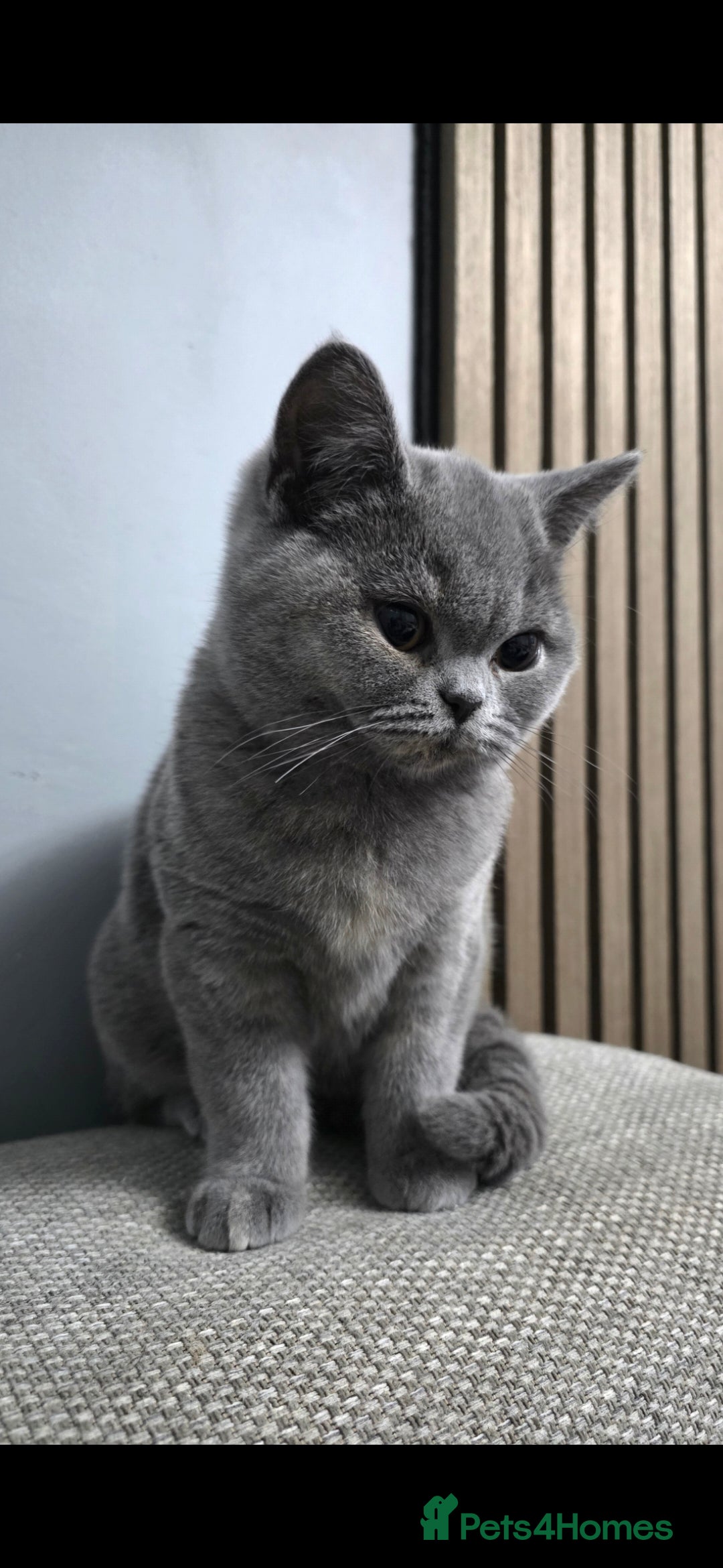 British Shorthair cats REDUCED!! Stunning bsh kittens looking for homes. - Advert 3