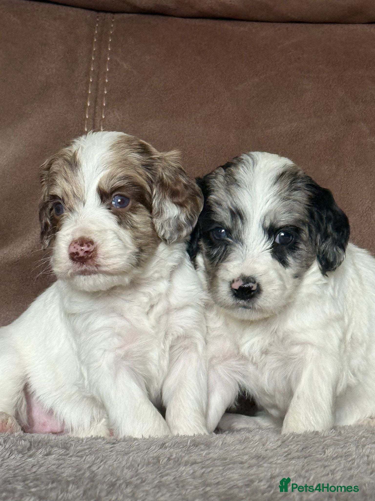 Sproodle dogs Merle F1 Sproodles 5⭐️Licenced Breeder full DNA - Advert 13