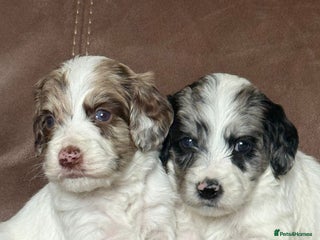 Sproodle dogs Merle F1 Sproodles 5⭐️Licenced Breeder full DNA - Advert 13