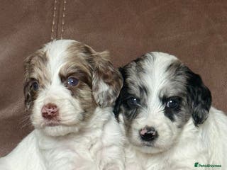 Sproodle dogs Merle F1 Sproodles 5⭐️Licenced Breeder full DNA - Advert 4