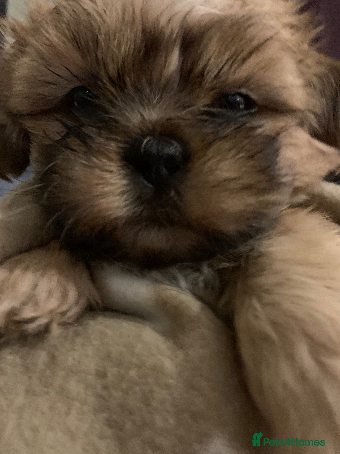 Shih Tzu dogs Shih Tzu puppies - Advert 1
