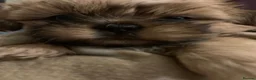 Shih Tzu dogs for sale: Shih Tzu puppies - Advert 1