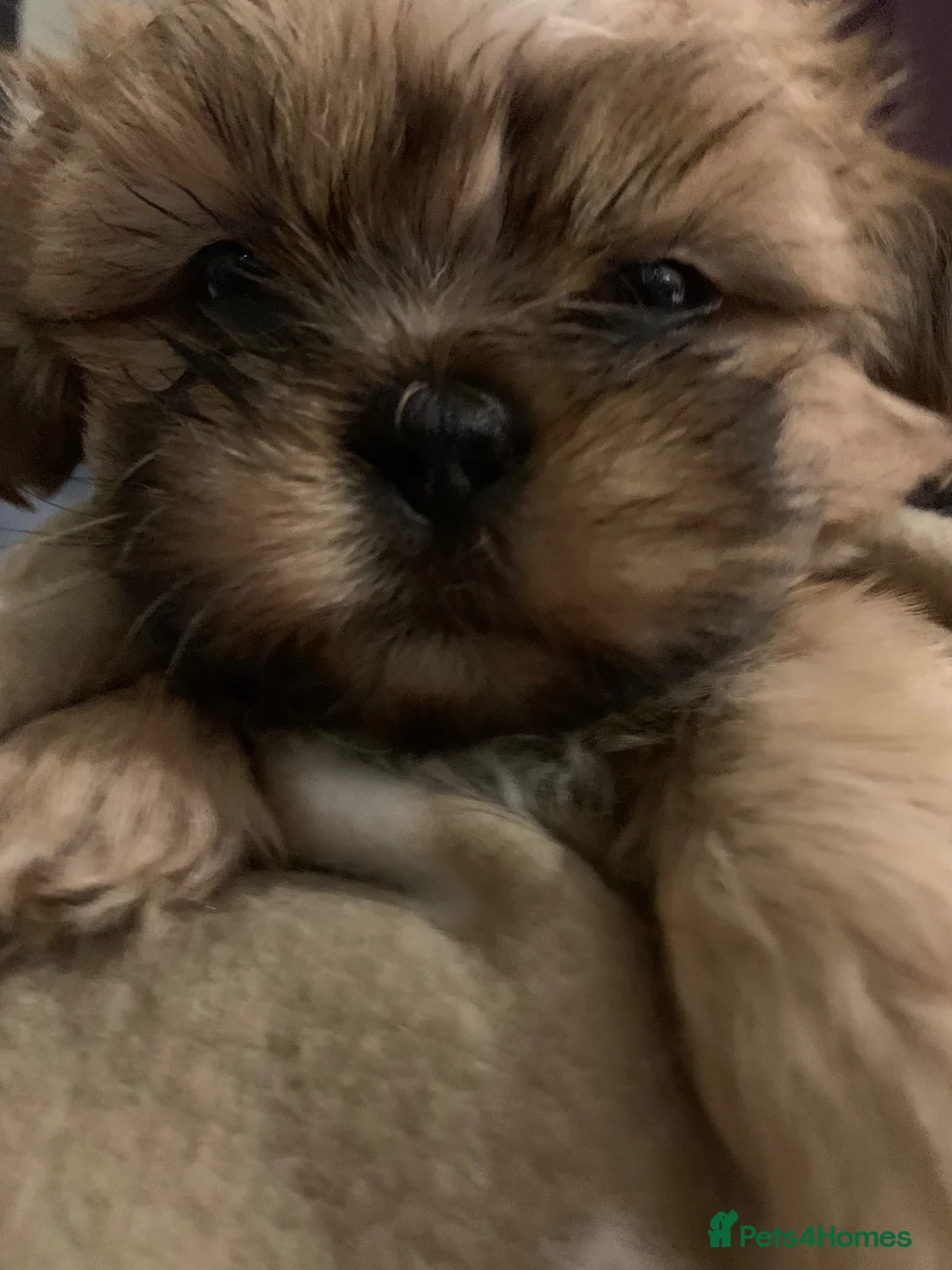 Shih Tzu dogs for sale: Shih Tzu puppies - Advert 1