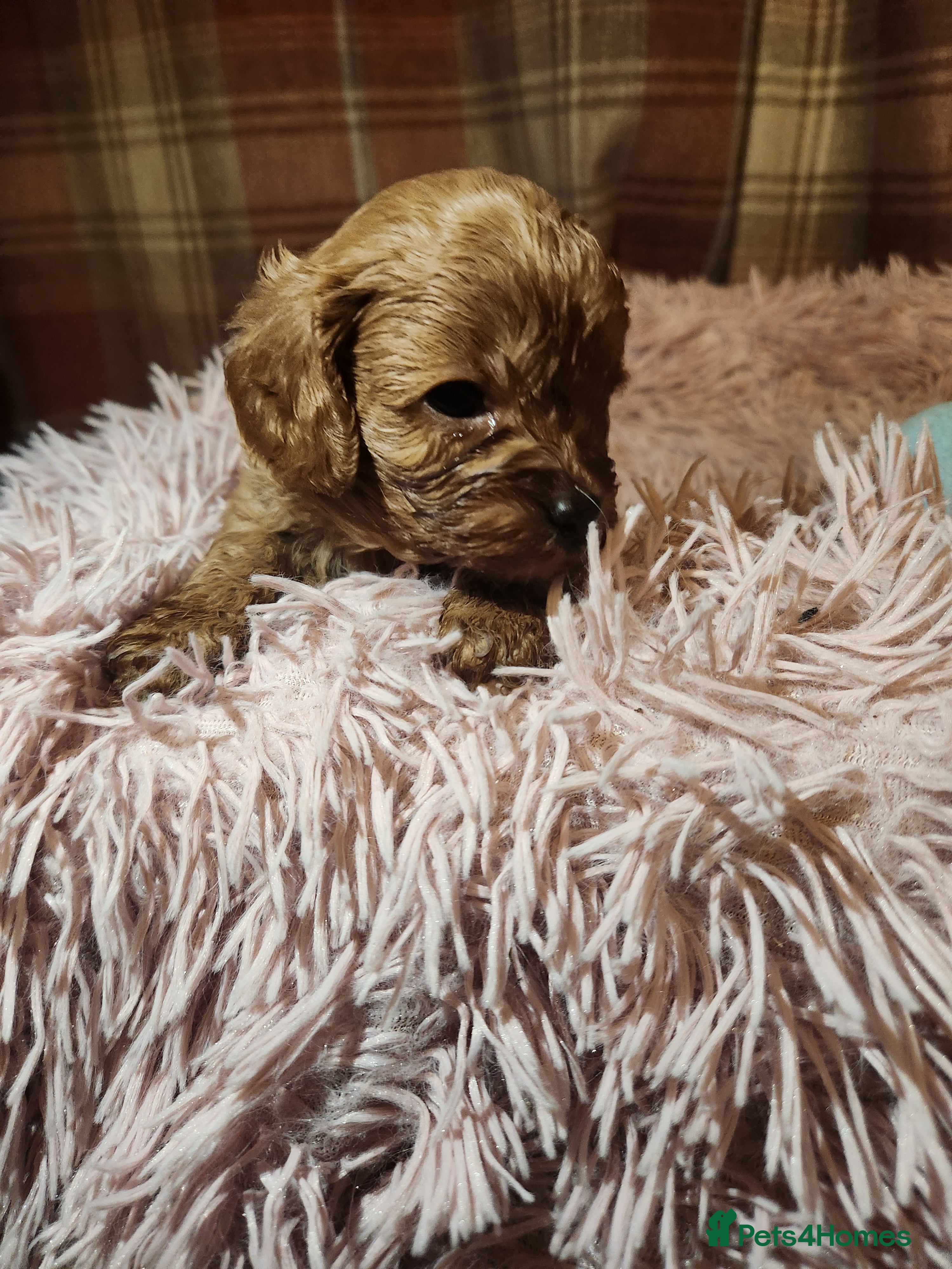 Cavapoo dogs Cavapoo puppies  - Advert 9