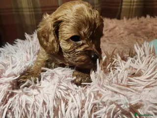 Cavapoo dogs Cavapoo puppies - Advert 9