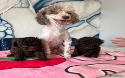 Toy Poodle dogs for sale: 1 Male & 1 Female Toy Poodle - Image 25
