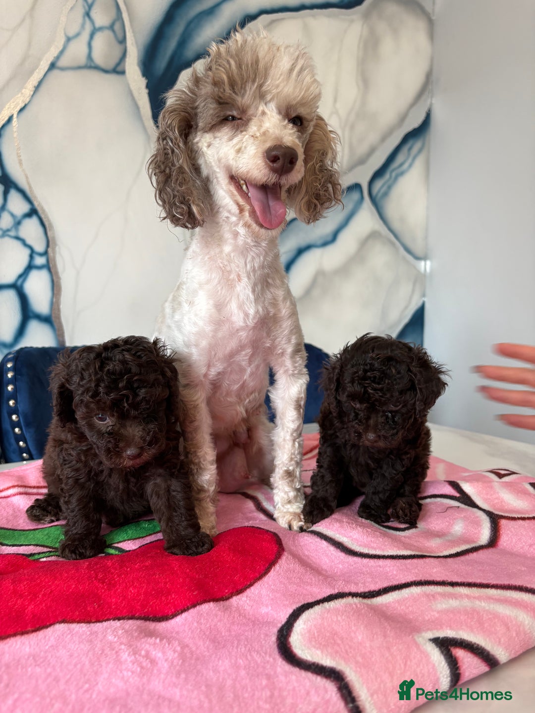 Toy Poodle dogs for sale: 1 Male & 1 Female Toy Poodle - Image 25