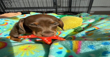 Dachshund dogs - Advert 3