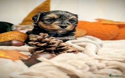 Yorkshire Terrier dogs for sale: 4 week old miniature Yorkshire terriers, 7 males  - Image 14