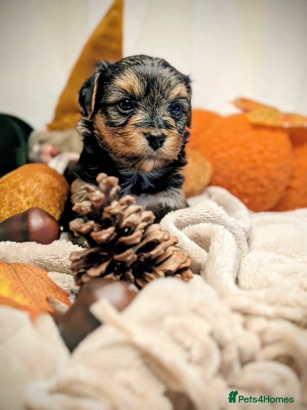 Yorkshire Terrier dogs for sale: 4 week old miniature Yorkshire terriers, 7 males  - Image 14