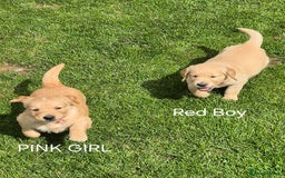 Golden Retriever dogs for sale: KC GOLDEN RETRIEVER PUPPIES HEALTH TESTED PARENTS  - Image 19