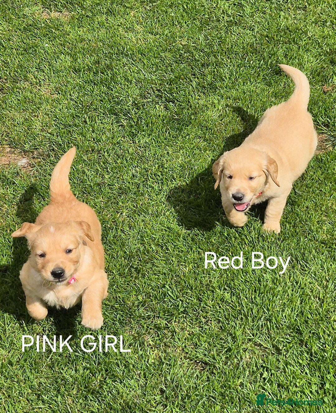 Golden Retriever dogs for sale: KC GOLDEN RETRIEVER PUPPIES HEALTH TESTED PARENTS  - Image 19