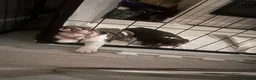 English Bulldog dogs for sale: 4 stunning unique coloured pups - Advert 7