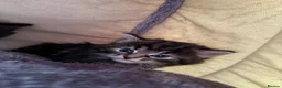 British Longhair cats for sale: 3 gorgeous kittens for sale  - Advert 5
