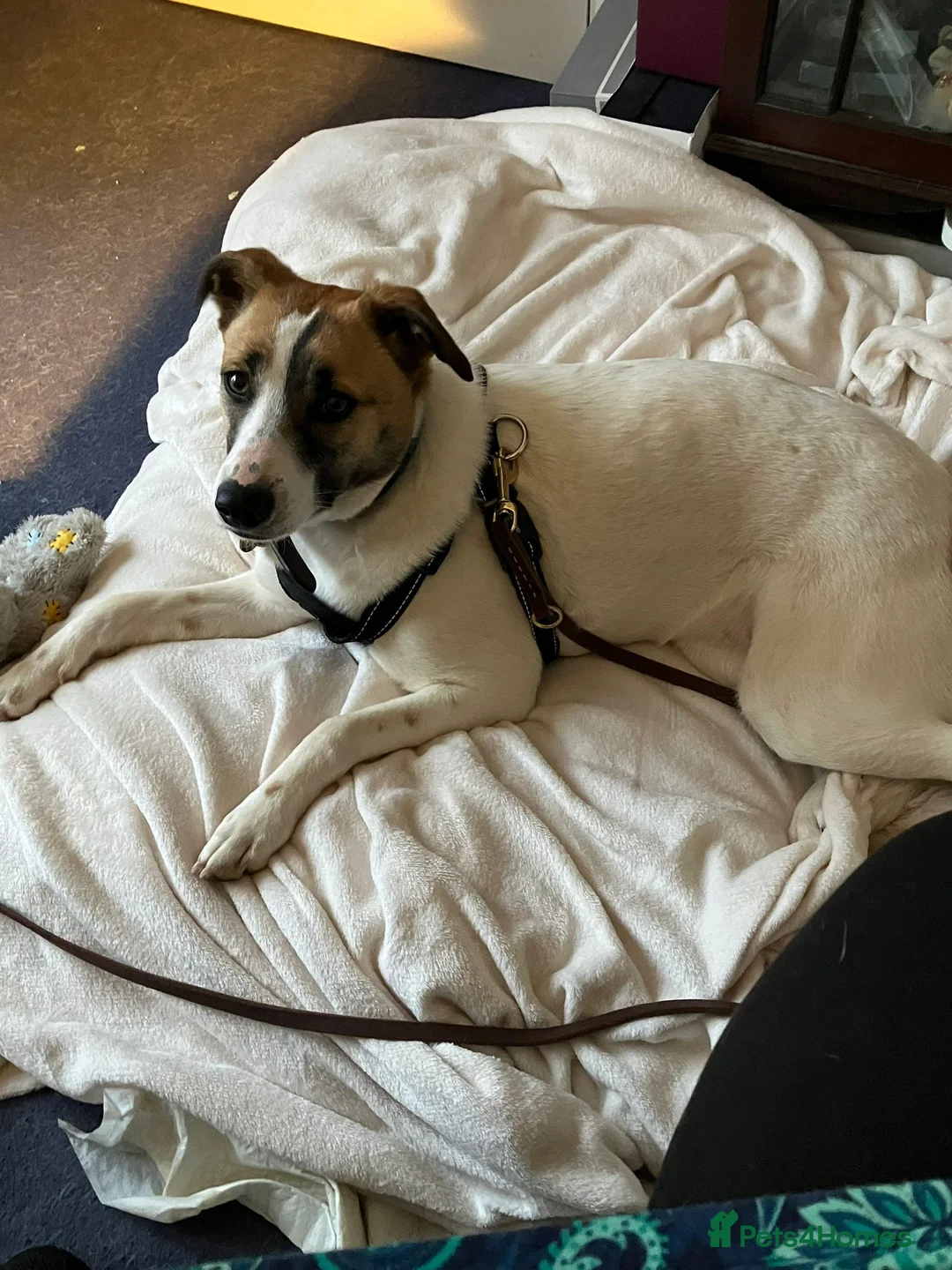 Mixed Breed dogs for adoption: ❤️ZAYKA❤️ 11 months, Playful Spirit, Loving Heart - Advert 16