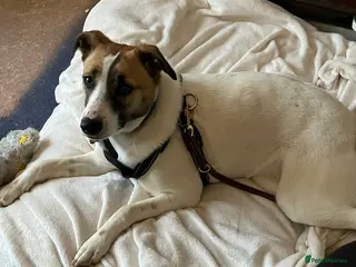 Mixed Breed dogs ❤️ZAYKA❤️ 11 months, Playful Spirit, Loving Heart - Advert 16