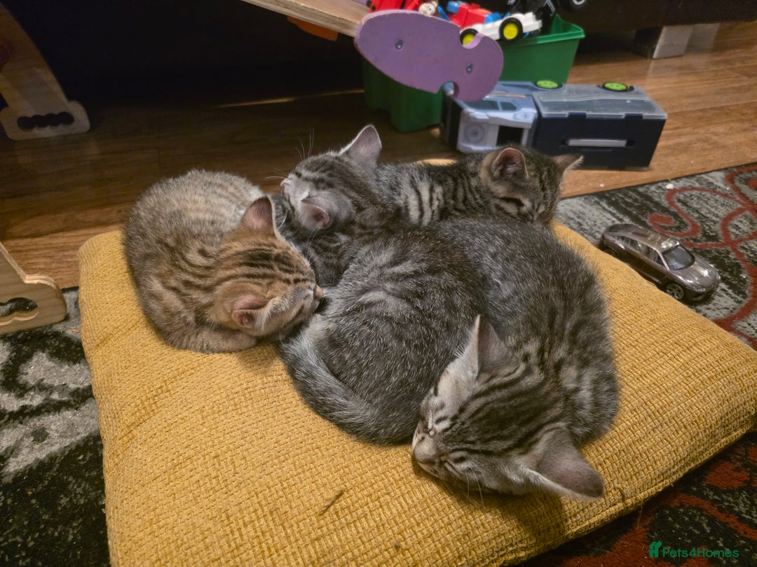 British Shorthair cats for sale: 2 male and one female kitten for sale - Advert 4