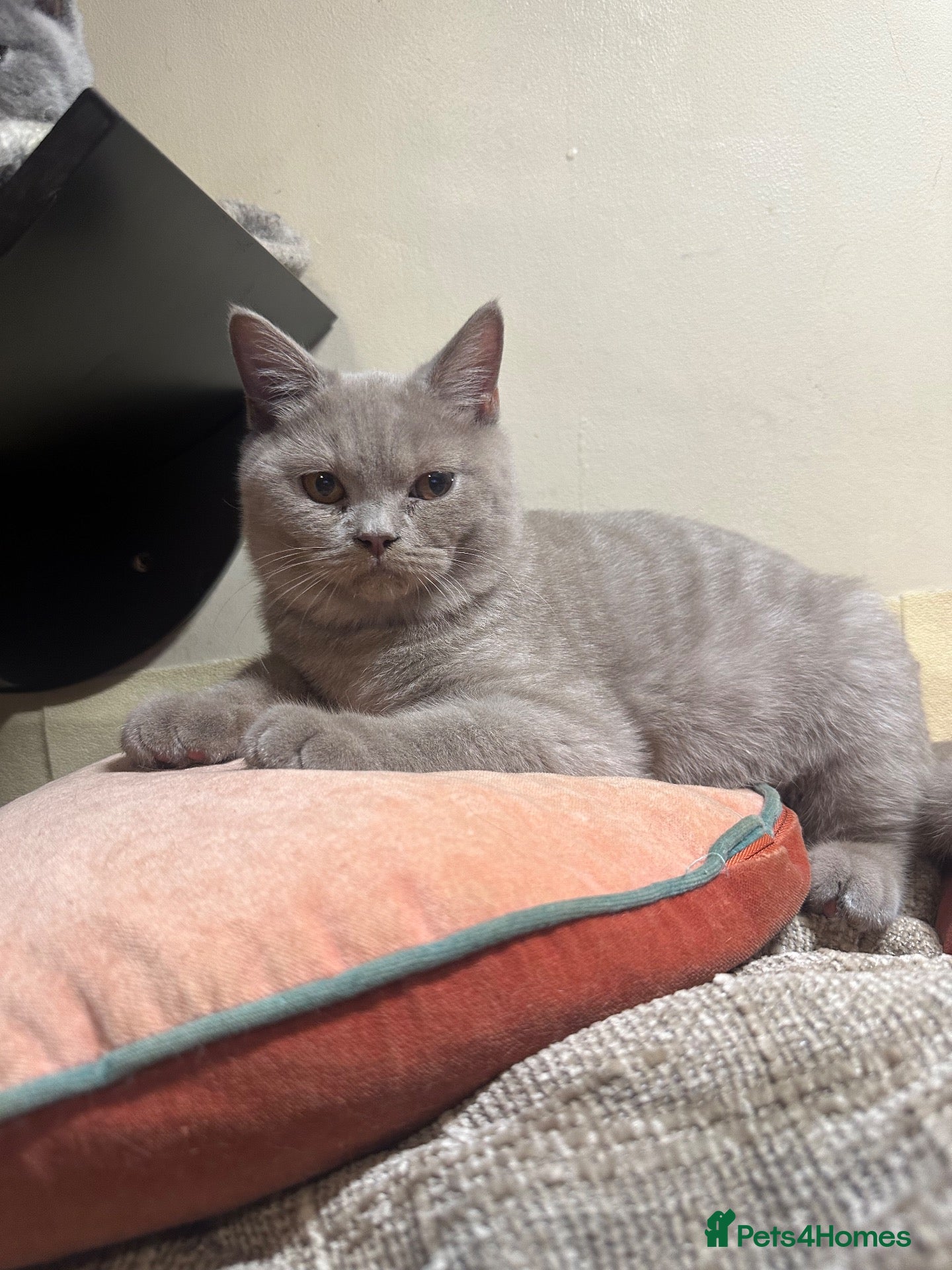 British Shorthair cats British Shorthair GCCF-registered Kittens  - Advert 2