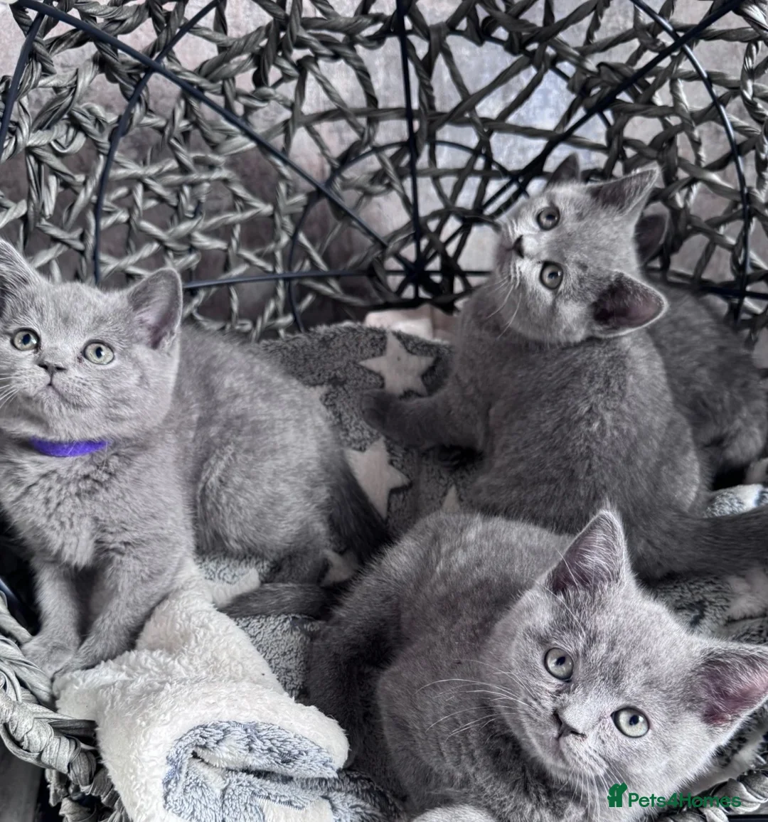 British Shorthair cats for sale: Pure British Shorthair - Advert 2
