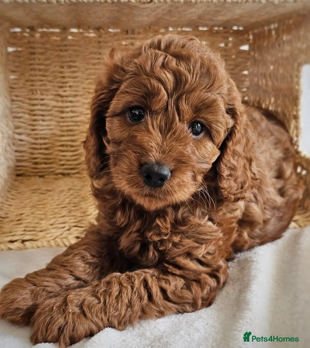 Cavapoo dogs for sale: STUNNING DEEP RED CAVAPOOS - Advert 2