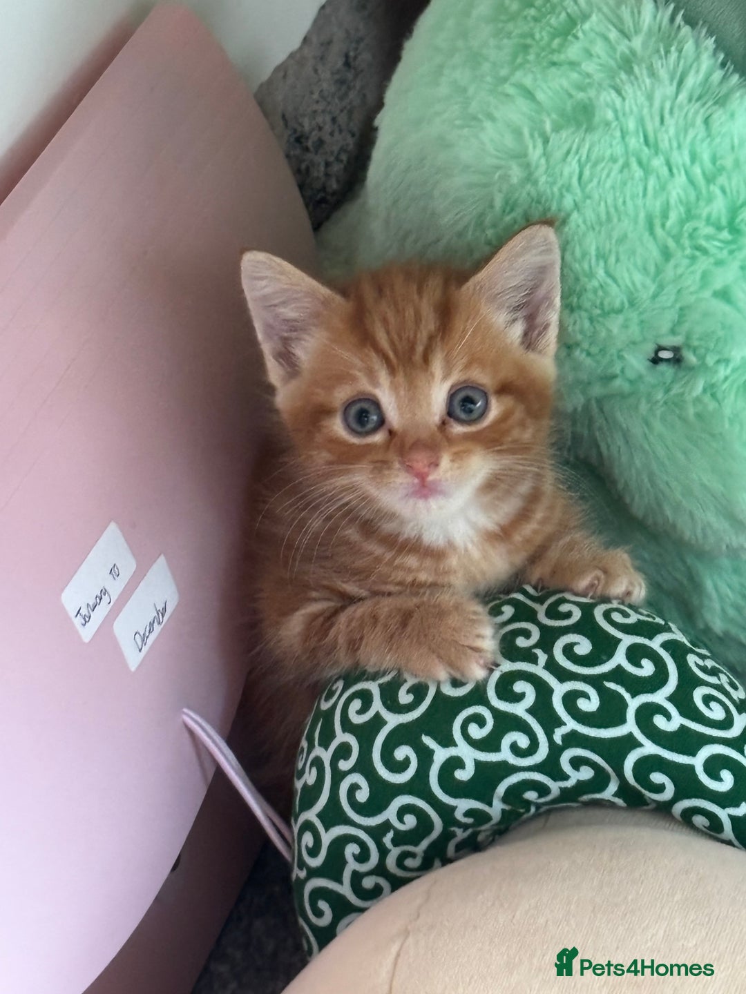 Maine Coon cats for sale: Unique 1/2 Maine Coone Kittens x 4  - Image 12