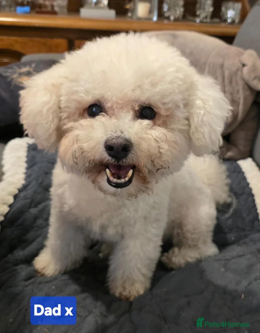 Mixed Breed dogs for sale: Cavapoochon Puppies - Advert 2