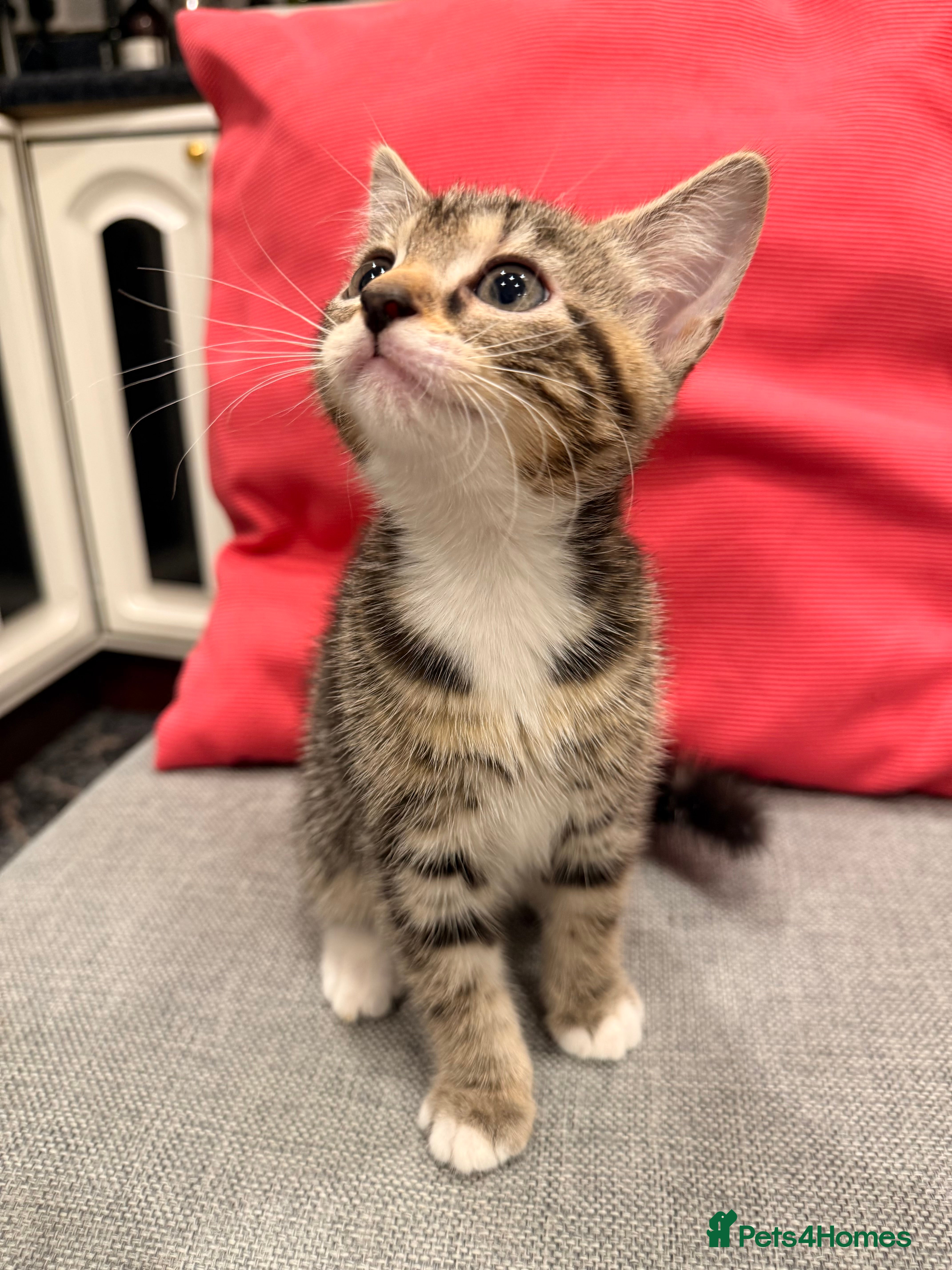 Mixed Breed cats Playful kittens 🐱 🩷 - Advert 10