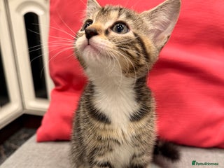 Mixed Breed cats Playful kittens 🐱 🩷 - Advert 10