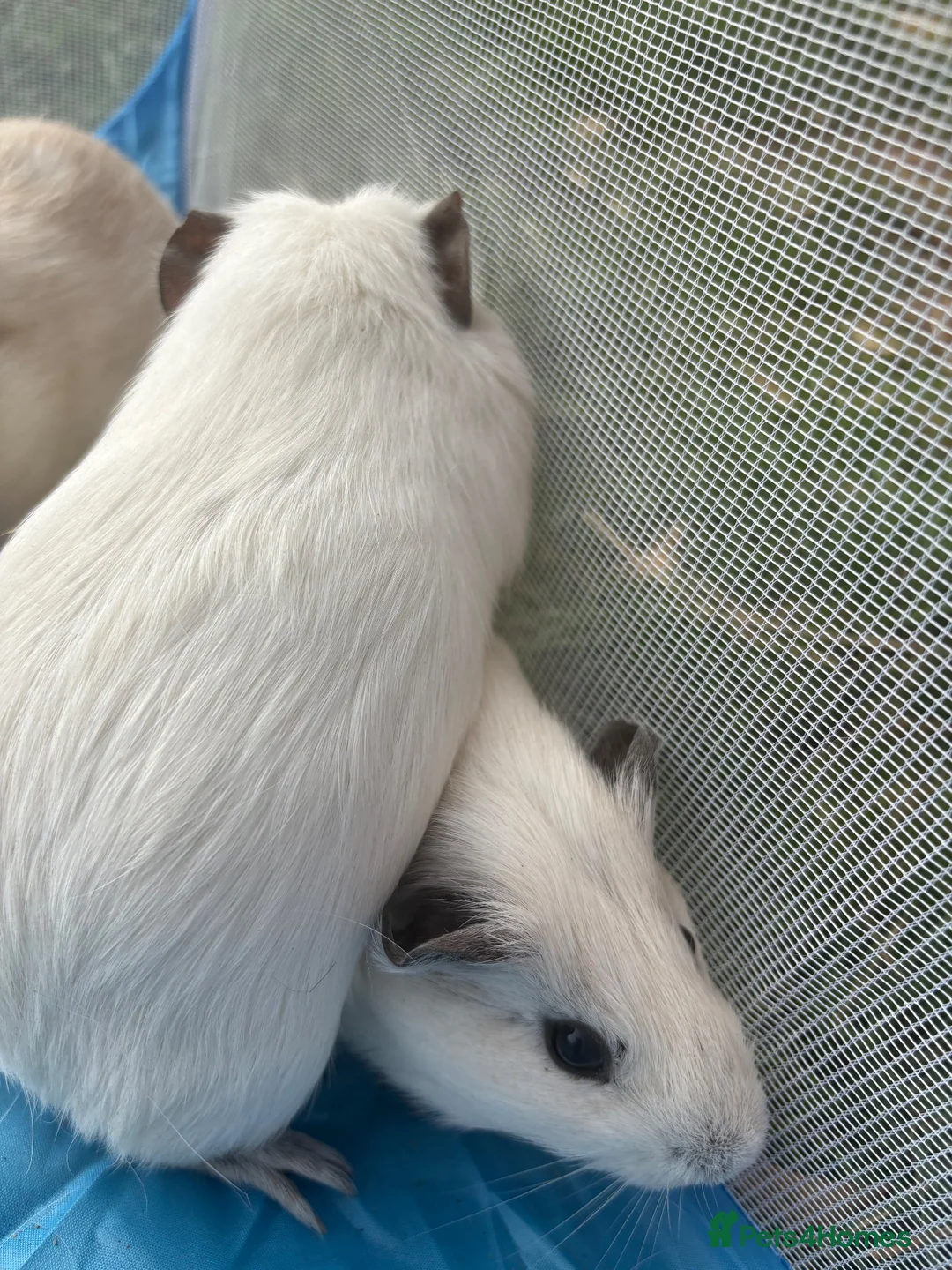 Guinea Pig rodents for sale: Adorable guinea pigs - Advert 9