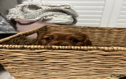 Cavalier King Charles Spaniel dogs for sale: Ruby cavalier king charles - Image 8