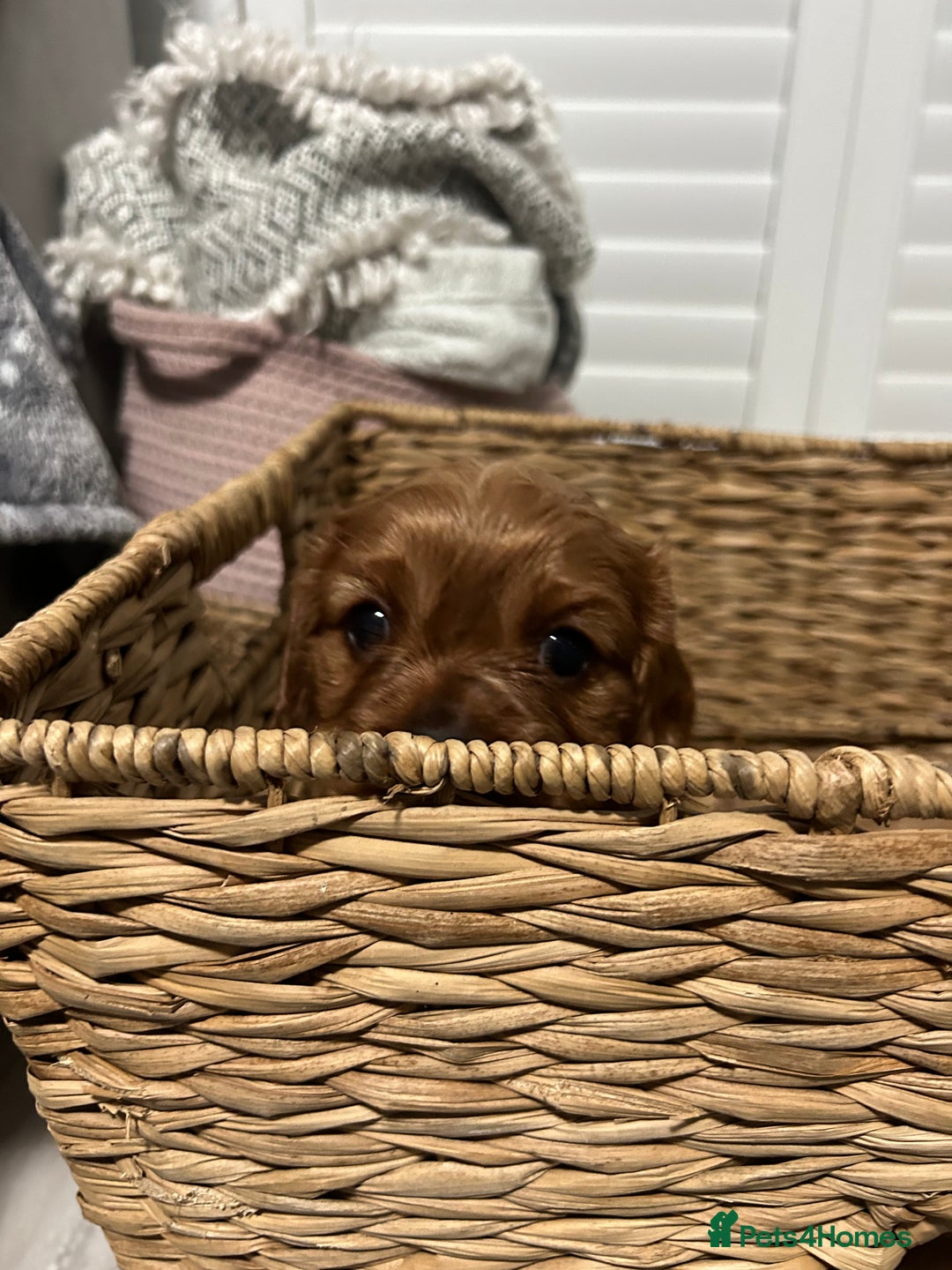 Cavalier King Charles Spaniel dogs for sale: Ruby cavalier king charles - Image 8