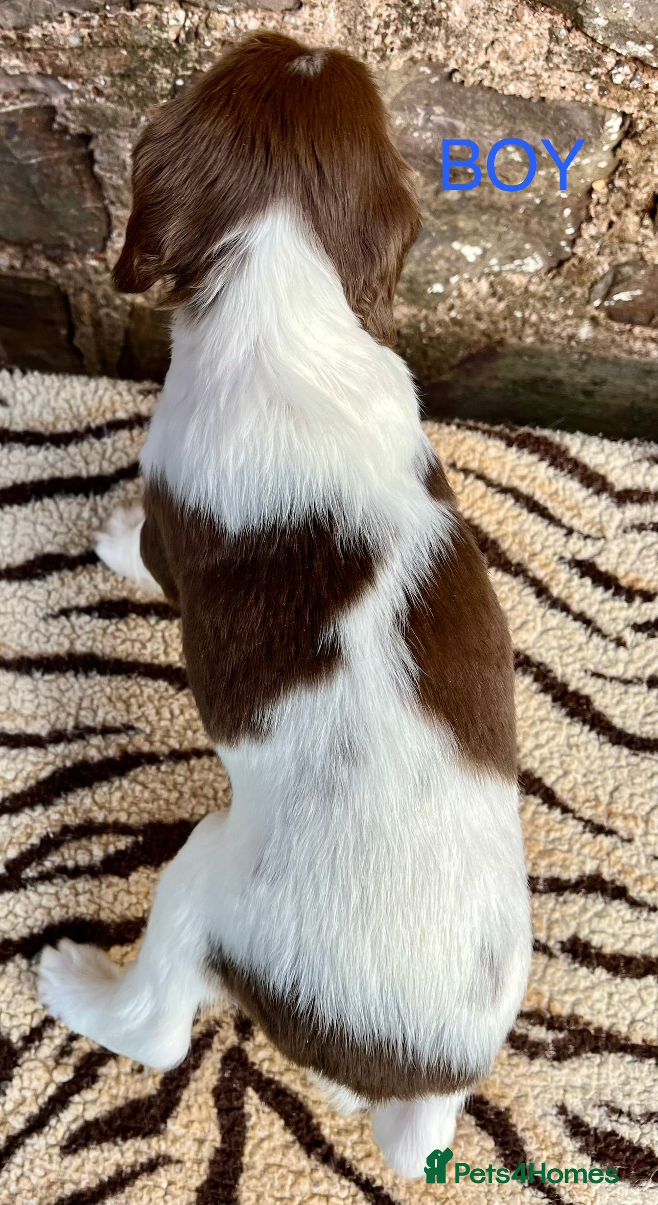 English Springer Spaniel dogs With an OFF SWITCH springers - Advert 2