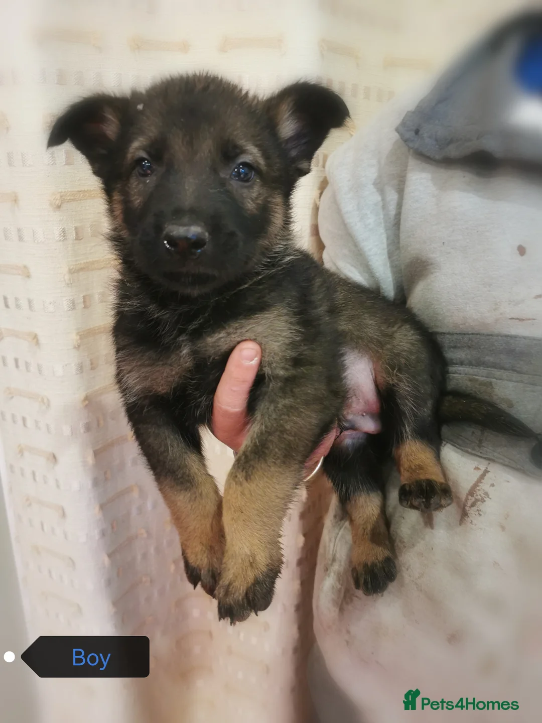 Belgian Shepherd Dog dogs for sale: Belgian malinois cross Czech Shepherd  - Advert 14