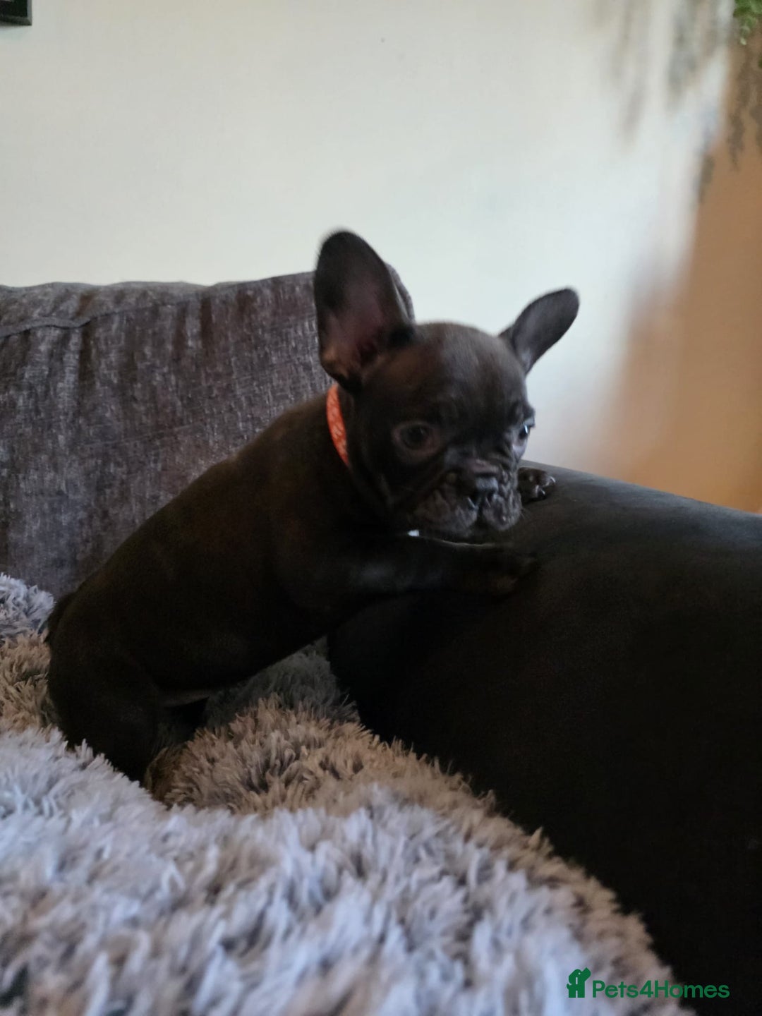 French Bulldog dogs for sale: 5 Beautiful French bulldogs - Image 11