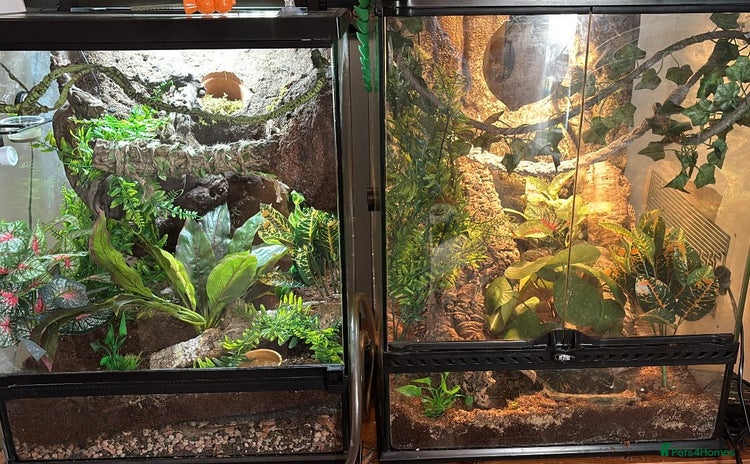 Gecko reptiles - Advert 1