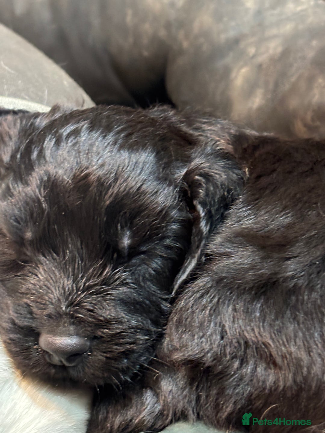 Cocker Spaniel dogs for sale: Cocker spaniel puppy - Advert 2