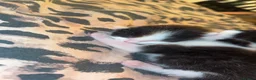 Mixed Breed cats for sale: 2 Black and white kittens for sale  - Advert 6