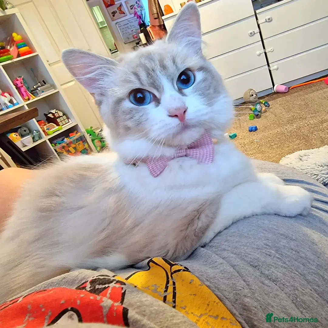 Ragdoll cats for sale:  3 Ragdoll kittens looking for loving homes - Image 7