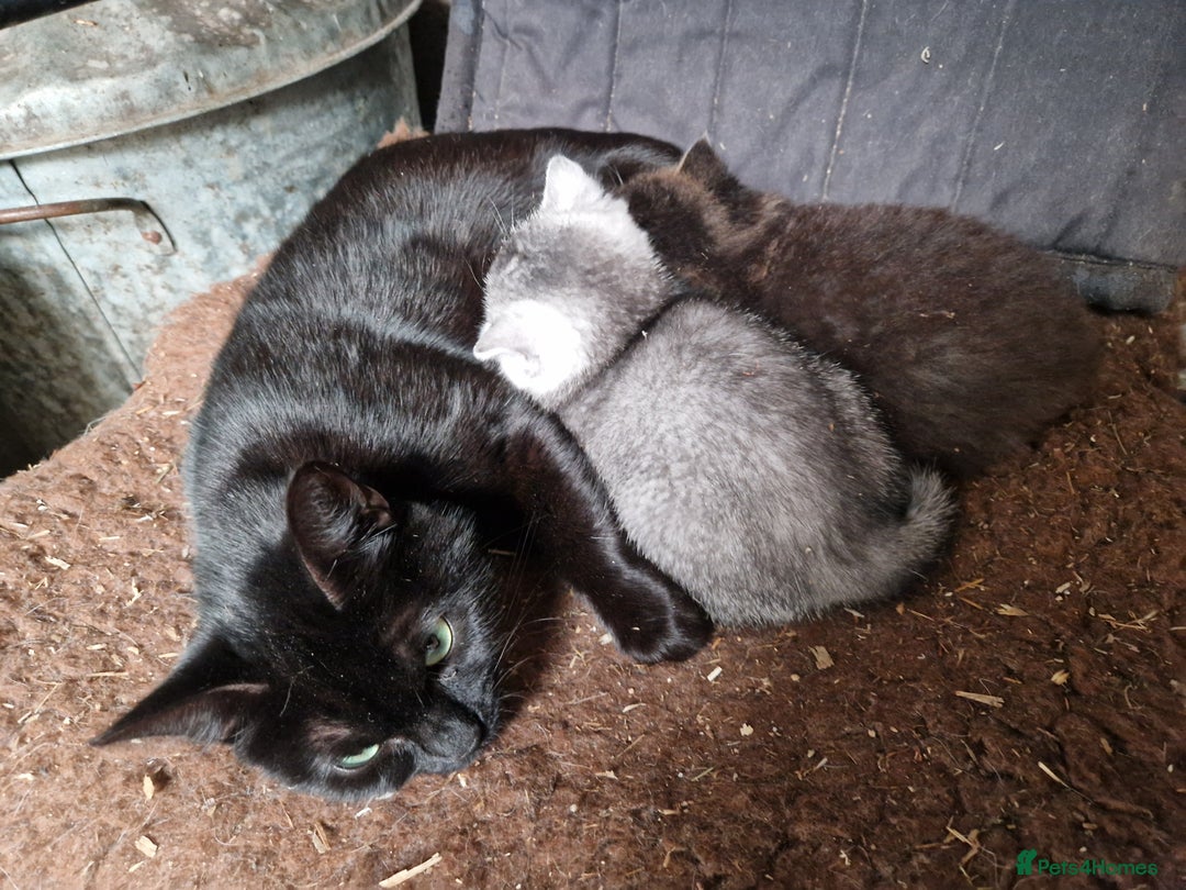 Mixed Breed cats for sale: British Shorthair mixed breed - Advert 9