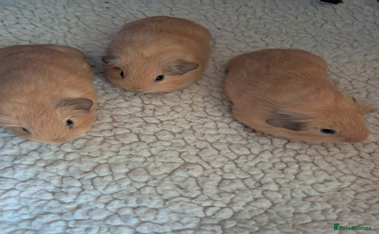 Guinea Pig rodents - Advert 1