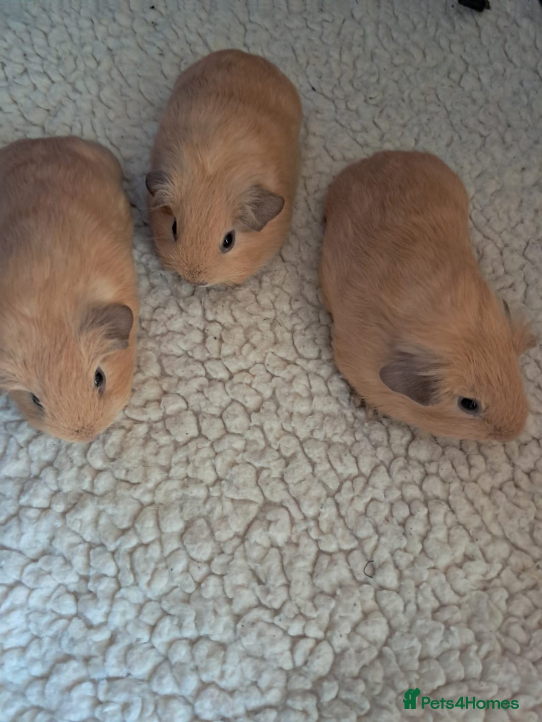 Guinea Pig rodents for sale: BEAUTIFUL PURE BABY CALIFORNIAN - Image 1