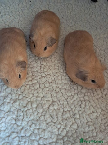 Guinea Pig rodents - Advert 1